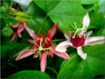 Passiflora aurantia
