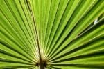 Sabal palmetto - Feuille de palmier