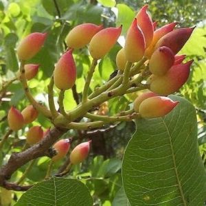 Pistacia Vera - Pistachier vrai - Pistache