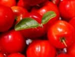 Fruits d'Acérolier, Cerises des barbades, Graines d'Acerola, graines de Malpighia glabra