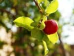 Cerise des Barbades, Fruit de l'Acérolier, Graines d'Acerola, graines de Malpighia glabra