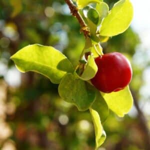 Cerise des Barbades, Fruit de l'Acérolier, Graines d'Acerola, graines de Malpighia glabra