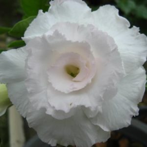Adenium Obesum Kawhema - Rose du désert