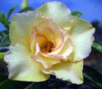 Adenium Obesum Maithong - Rose du désert
