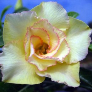Adenium Obesum Maithong - Rose du désert