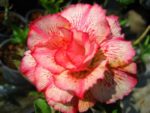 Adenium Obesum - Rose du désert