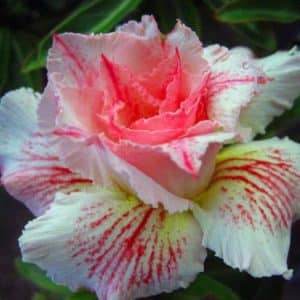 Adenium Obesum Pink Panther - Rose du désert