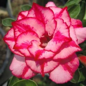 Adenium Obesum Siam - Rose du désert