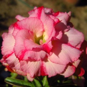 Adenium Obesum Wanida - Rose du désert