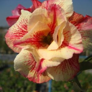 Adenium Obesum Luanglai - Rose du désert