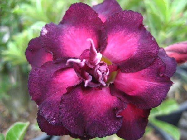 Adenium Obesum Moungkusuma - Rose du désert