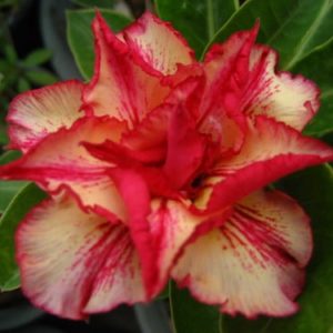 Adenium Obesum Mahatap - Rose du désert