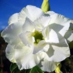 Adenium Obesum Hongyok - Rose du désert