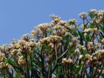 Plumeria Quadricolore - Frangipanier Quadricolore