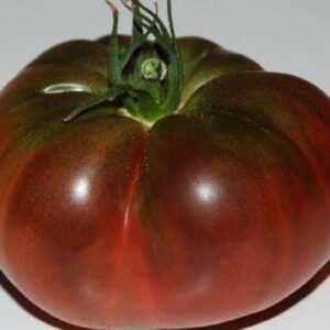 Tomate Noire de Crimée