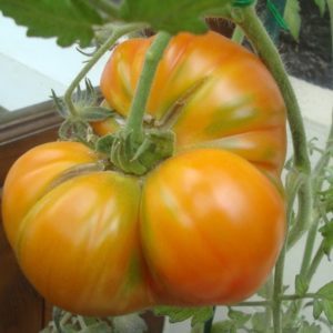 Tomate Ananas