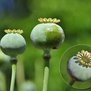 Pavot somnifère, papaver somniferum, pavot à opium