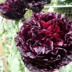Pavot somnifère, papaver somniferum, pavot à opium
