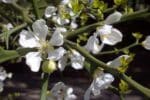 Poncirus trifoliata - Poncirier