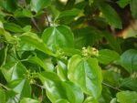 Strychnos Nux-Vomica - Vomiquier