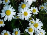 Matricaria recutita - Camomille