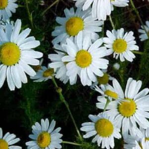 Matricaria recutita - Camomille