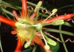 Passiflora Cinnabrina