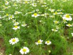 Matricaria recutita - Camomille