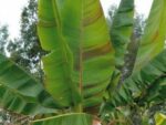 Musa Sikkimensis - Darjeeling Banana