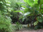 Musa Sikkimensis