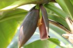 Musa Sikkimensis