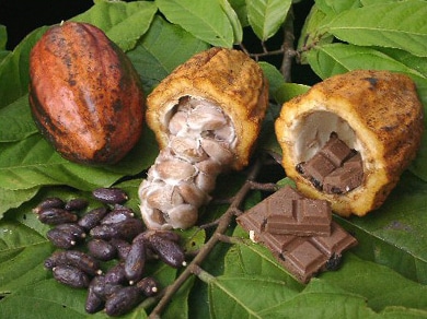 Centraliain Graines de cacao décoration de plantes de jardin 40 graines de cacao germination 