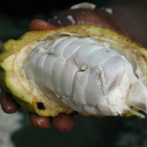 Theobroma Cacao - Cacaoyer