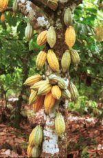 Theobroma Cacao - Cacaoyer