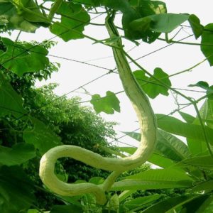 Courge Serpent - Trichosanthes cucumerina