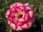 Adenium Obesum Aura - Rose du désert