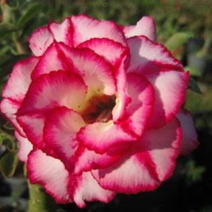 Adenium Obesum Aura - Rose du désert
