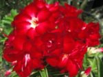 Adenium Obesum Choktaveetrup - Rose du désert