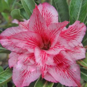 Adenium Obesum Laymungorn - Rose du désert