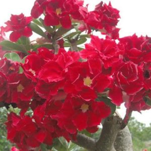Adenium Obesum Strawberry Sunday - Rose du désert