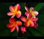 Frangipanier Orange Rainbow - Plumeria Orange Rainbow