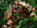 Adenanthera Pavonina - Bois de Condori