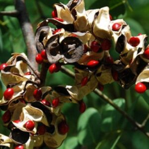 Adenanthera Pavonina - Bois de Condori