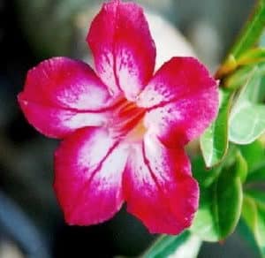 Adenium Obesum Miss Lumlukka - Rose du désert