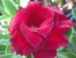 Adenium Obesum Ying Ruay - Rose du désert