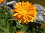 Calendula officinalis – Souci officinal