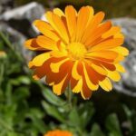 Calendula officinalis – Souci officinal