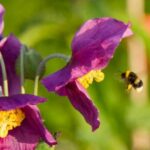 Pavot violet de l'Himalaya