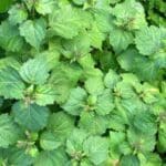Patchouli - Pogostemon cablin