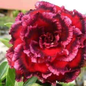 Adenium obesum 7 Heaven, Adenium obesum cv. 7 Heaven, Rose du désert '7 Heaven', Culture d'Adenium obesum '7 Heaven'